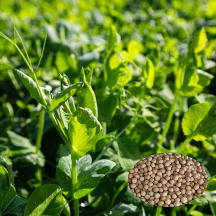 Green Bean Seeds Bean Tips Eating Seeds Sprouts Autumn And Winter Vegetable Seeds Large Leaves Without 750 Seeds Balcony Pot Women's Clothing - 750個 - 查看 1