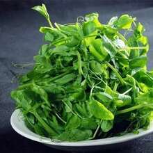 Green Bean Seeds Bean Tips Eating Seeds Sprouts Autumn And Winter Vegetable Seeds Large Leaves Without 750 Seeds Balcony Pot Women's Clothing - 750個 - 查看 4