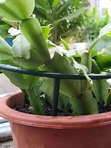 Semicircle Plant Support Frame ,Plastic Plant Support Stake Ring For Greenhouse Garden,- Floral Arranging, Indoor Greenhouse, Fixed Rod, Vine Climbing Bracket For Flower Plant,Plant Support Garden Flower Supports Stakes Durable Plastic Plant Support Pile For Stronger Flowers And Greenhouses Essential Greenhouse Accessories