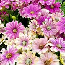 200 Pieces Of Mixed Perennial Gerbera Seeds For Outdoor Planting - Non-GMO Heirloom Fresh Garden Flower Seeds - Vibrant Flowerbed And Potted Plants