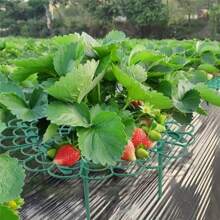 10pcs Strawberry Growing Frame, Potted Strawberry Holder, Rot Prevention Fruit Supporter, Strawberry Rack (Petal-Shaped)