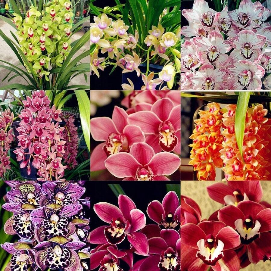 Semillas de orquídea mixtas, decoración de jardín, flores al aire libre, plantas, frutas y verduras, plantación, ideal para amantes de las plantas como regalo de la naturaleza