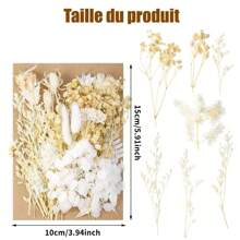 Ramos de flores secas Nomeolvides con tallos, flores secas naturales preservadas en colores púrpura, rosa y blanco para arreglos florales, bodas, fiestas, resina, jarrones, decoración del hogar, Halloween, Acción de Gracias y Navidad