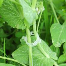 100个白色塑料果蔬藤蔓固定夹|番茄/瓜果树苗支撑夹|果树爬藤吊枝绑扎多功能园艺夹