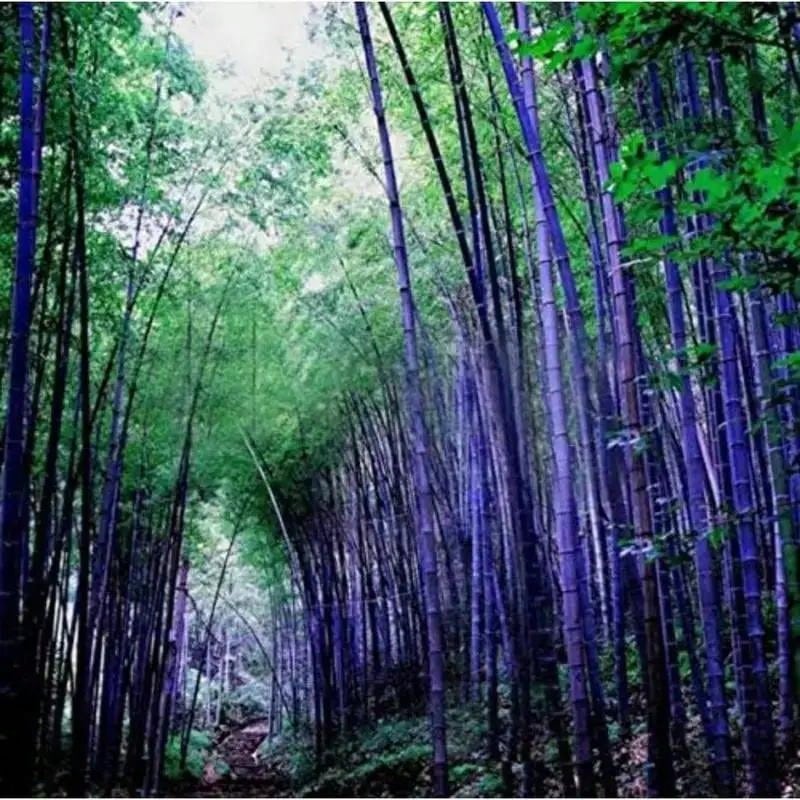 300 Purple Bamboo Seeds In All Seasons Due To Planting - 200 Pieces - View 1