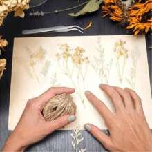 Ramos de flores secas Nomeolvides con tallos, flores secas naturales preservadas en colores púrpura, rosa y blanco para arreglos florales, bodas, fiestas, resina, jarrones, decoración del hogar, Halloween, Acción de Gracias y Navidad