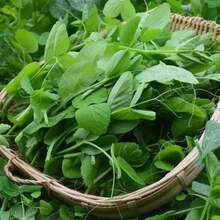 Green Bean Seeds Bean Tips Eating Seeds Sprouts Autumn And Winter Vegetable Seeds Large Leaves Without 750 Seeds Balcony Pot Women's Clothing - 750個 - 查看 3