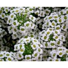 Royal Carpet Chrysanthemum Seeds, Suitable For Planting - Can Be Given As A Gift For Planting At Home