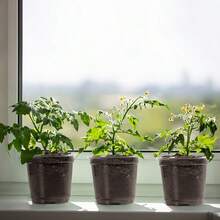 10 包/20 个透明育苗罩，配有 4 英寸透明盖子，小型植物容器，用于种子发芽，户外储存 - 彩色 - 查看 1