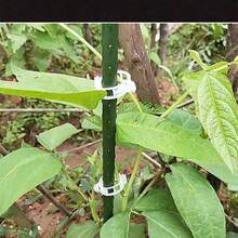 100pcs Tomato Clips, Plastic Trellis Clips, Plant Support Clips, Grape Vine Clips, Tomato Vines, Vegetable Plant Clips, Garden Clips, Seedling Fixing Clips, Make Plants Grow Upright And Healthier - White - View 5