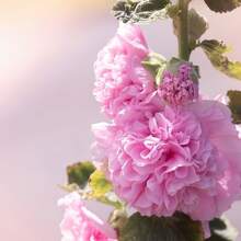 2000+ Double Mixed Prickly Rose Seeds, Rare Alcea Rosea Annua Spring Ornament Crimson, Non-GMO Heirloom, Great Gift.