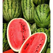 100 piezas de semillas de sandía Jubilee - Semillas - No GMO - Semillas de frutas - plantas en , semillas de vegetales, plantas hosta, plantas de jardinería, semillas de flores, plantas de flores para exteriores, semillas de flores para sembrar,  de jardinería, todas las plantas de  para exteriores, repelente de mosquitos, semillas de plantas de jardín para exteriores, semillas de flores perennes para plantar - 100 piezas - Ver 3