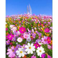 Flower Seeds - 500 pièces - Voir 5
