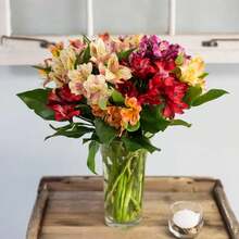 30 Semillas de Alstroemeria - Semillas de Flor de Lirio Peruano - Plantas Coloridas en , Semillas de Vegetales, Plantas Hosta, Plantas Vivas, Plantas de Jardín, Semillas de Flores, Plantas de Flores para Exterior, Repelente de Mosquitos, Plantas Perennes de Jardín, Semillas para Plantar, Plantas Vivas en , No Semillas, Semillas de Flores Perennes, Semillas de Plantas - 30 - Ver 2
