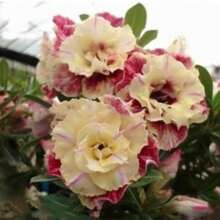 224pcs Desert Roses Adenium "Peony" Potted Seeds Home Garden Plants