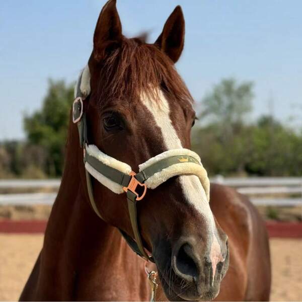 TGW RIDING Sheepskin Horse Halter/Head Collar With Detachable Faux Fur Band, Quick Release Double Buckle