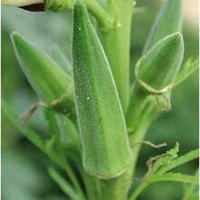 Quality Okra Seeds Grow Fresh And Delicious Okra In Your Outdoor Garden Flower Plant Gardening Natural Landscape