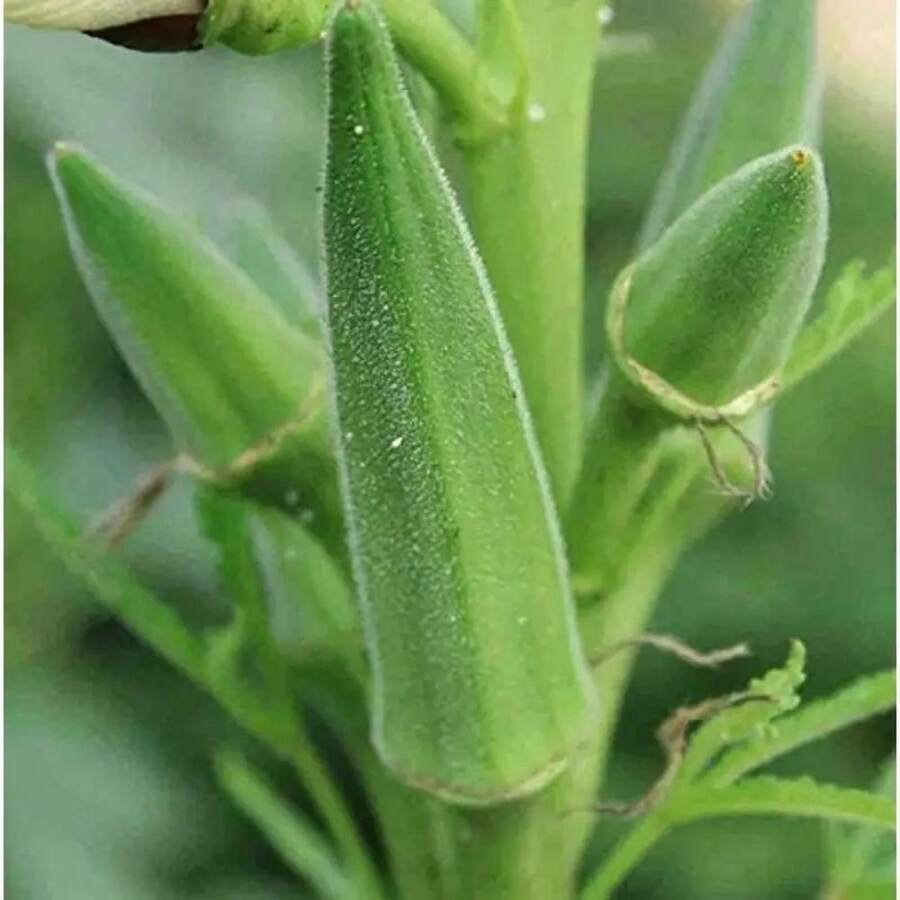 Quality Okra Seeds Grow Fresh And Delicious Okra In Your Outdoor Garden Flower Plant Gardening Natural Landscape