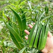 Quality Okra Seeds Grow Fresh And Delicious Okra In Your Outdoor Garden Flower Plant Gardening Natural Landscape