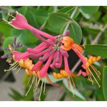 Buttercup Flower For Planting