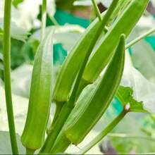 Quality Okra Seeds Grow Fresh And Delicious Okra In Your Outdoor Garden Flower Plant Gardening Natural Landscape