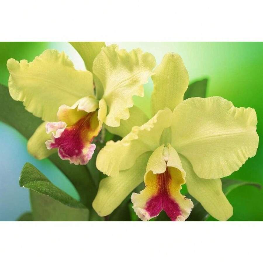 269 pezzi - Confezione di semi rari di orchidee catalane, semi di fiori, piante, semi di verdure, piante vive di hosta, piante da giardino, semi di fiori, piante per protezione dai moscerini all'aperto, piante perenni da esterno, semi per piantare, piante vive non semi, semi di fiori perenni