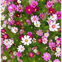 Flower Seeds - 500 pièces - Voir 2