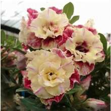 224pcs Desert Roses Adenium "Peony" Potted Seeds Home Garden Plants