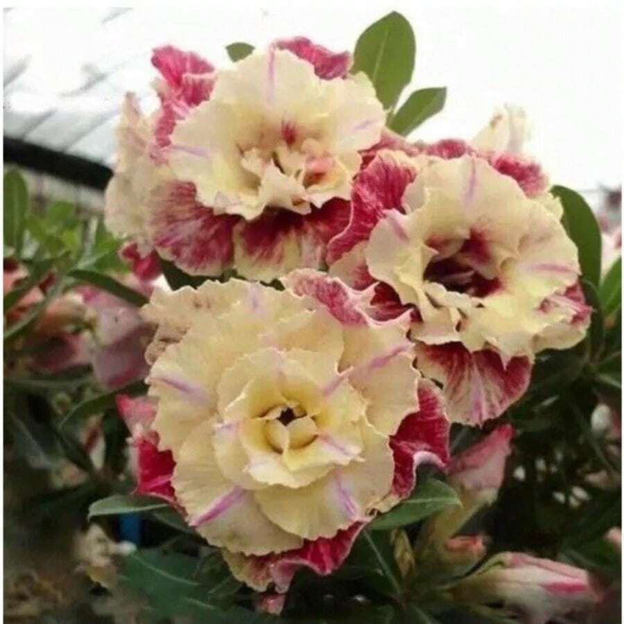 224pcs Desert Roses Adenium "Peony" Potted Seeds Home Garden Plants