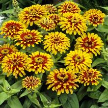 334 Pieces Of Easy-To-Grow Rose Seeds, 200 Seeds, High Germination Rate, 'hat Flowers' Seeds, Ideal For Birthday And Holiday Gifts For Old Friends, And The Best Choice For Gifts.