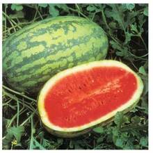 100 piezas de semillas de sandía Jubilee - Semillas - No GMO - Semillas de frutas - plantas en , semillas de vegetales, plantas hosta, plantas de jardinería, semillas de flores, plantas de flores para exteriores, semillas de flores para sembrar,  de jardinería, todas las plantas de  para exteriores, repelente de mosquitos, semillas de plantas de jardín para exteriores, semillas de flores perennes para plantar - 100 piezas - Ver 4