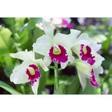 269 pezzi - Confezione di semi rari di orchidee catalane, semi di fiori, piante, semi di verdure, piante vive di hosta, piante da giardino, semi di fiori, piante per protezione dai moscerini all'aperto, piante perenni da esterno, semi per piantare, piante vive non semi, semi di fiori perenni