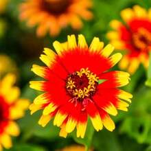 334 Pieces Of Easy-To-Grow Rose Seeds, 200 Seeds, High Germination Rate, 'hat Flowers' Seeds, Ideal For Birthday And Holiday Gifts For Old Friends, And The Best Choice For Gifts.