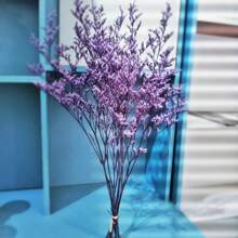 10-12 Stängel erhaltener natürlicher Zitronengrasstrauß, echte frische Caspia Bellidifolium, Lavendel, Schleierkraut, geeignet für Hochzeit, Geburtstag, Heimdekoration, Muttertag, Valentinstag, ländliche Feiertage (Lila)