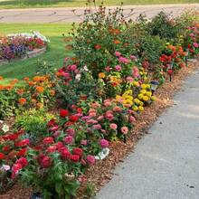 Semillas de flores grandes mixtas de zinnia, 180 piezas, plantas vivas,  de , semillas de vegetales, plantas de hosta, plantas vivas, plantas de jardinería, semillas de flores, plantas de flores para exteriores, repelente de mosquitos, plantas perennes de jardín, semillas para plantar, plantas vivas, , no semillas, semillas de flores perennes - 180 piezas - Ver 9