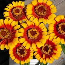 334 Pieces Of Easy-To-Grow Rose Seeds, 200 Seeds, High Germination Rate, 'hat Flowers' Seeds, Ideal For Birthday And Holiday Gifts For Old Friends, And The Best Choice For Gifts.