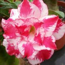 200 Desert Roses Gardening Large Varieties High-Quality Seeds For Bright Purple Flower Plants Live  Vegetable Seeds Host Plants Garden Flower Plants For Outdoor Semillas De Flores Para Sembrar Gardening  All  Plants For Outdoor Mosquito Protection Outdoor Garden Plants Seeds For Planting Perennial Flower Seeds Plant Seeds - 200PCS - 查看 2