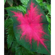 50 piezas de semillas de hojas de longevidad de mezcla de colores, semillas de plantas en macetas, semillas de árboles, semillas de crisantemo para decoración, adecuadas para plantar (rosa de hielo), semillas de flores perennes, no GMO,  de  de plantas tradicionales, semillas de verduras, semillas de hosta, semillas de jardinería, semillas de flores para exteriores - 50 piezas - Ver 3