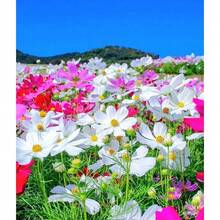 Flower Seeds - 500 pièces - Voir 4