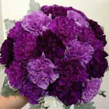 266 Pieces Of Mixed Purple Lily Seeds Dark Light Purple Mixed Pere Plants Live  Vegetable Seeds Hosta Plants Live Plants Garden Plants Flowers For Outdoor Semillas De Flores Para Sembrar Garden  All Live Plants Not Seeds Live Plants  Plants For Outdoor Mosquito Repellent For The Garden, Perennial Plants, Seeds For Planting Live Plants,  Not Seeds, Perennial Flower Seeds, Plant Seeds - 266 - 查看 4