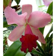 269 pezzi - Confezione di semi rari di orchidee catalane, semi di fiori, piante, semi di verdure, piante vive di hosta, piante da giardino, semi di fiori, piante per protezione dai moscerini all'aperto, piante perenni da esterno, semi per piantare, piante vive non semi, semi di fiori perenni