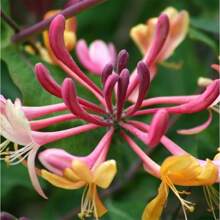 Buttercup Flower For Planting