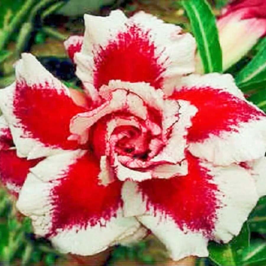 200 Desert Roses Gardening Large Varieties High-Quality Seeds For Bright Purple Flower Plants Live  Vegetable Seeds Host Plants Garden Flower Plants For Outdoor Semillas De Flores Para Sembrar Gardening  All  Plants For Outdoor Mosquito Protection Outdoor Garden Plants Seeds For Planting Perennial Flower Seeds Plant Seeds - 200PCS - 查看 1