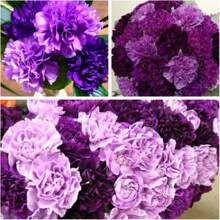 266 Pieces Of Mixed Purple Lily Seeds Dark Light Purple Mixed Pere Plants Live  Vegetable Seeds Hosta Plants Live Plants Garden Plants Flowers For Outdoor Semillas De Flores Para Sembrar Garden  All Live Plants Not Seeds Live Plants  Plants For Outdoor Mosquito Repellent For The Garden, Perennial Plants, Seeds For Planting Live Plants,  Not Seeds, Perennial Flower Seeds, Plant Seeds - 266 - 查看 2