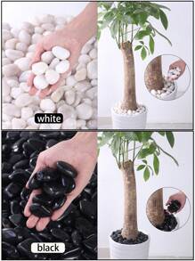Pebles decorativos blancos adecuados para jardines y hogares - Piedra natural pulida de 2-3cm, adecuados como macetas de flores, jarrones, acuarios, peceras y decoraciones navideñas para interiores y exteriores. Muy adecuadoscomo piedra pavimentada para terrazas, balcones y jardines de patios.