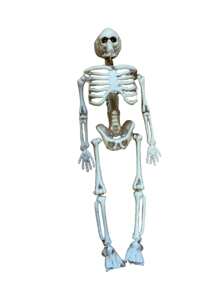 1pc Realistic Human Skeleton Prop, Horror Room Decor, Bar Haunted House Prank Display Artificial Skulls