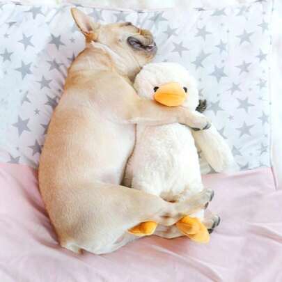 1PC Dog Chew Doll, Pet Plush Duck Squeaky Toy, Pet Supplies
