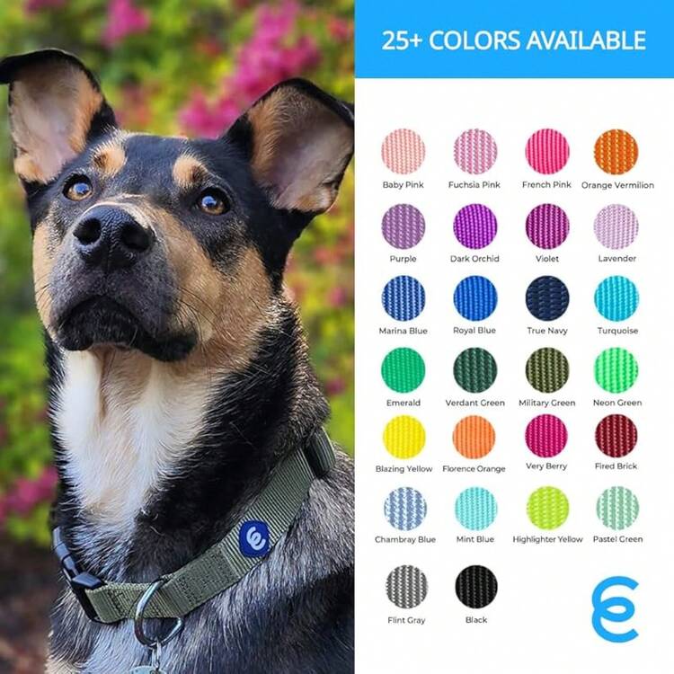 Pet Basic Dog Collars - Mint Blue - View 6