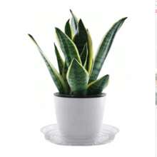 10 stuks tuinplantenschotels van plastic met doorzichtige lekbak, ronde bloempotbasis, snackcontainer, bureaublad, afvalopslag