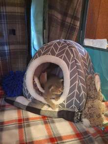 1pc Comfortable Polyester Guinea Pig Hideaway Bed - Small Pet Cave, Suitable For Rabbits, Hedgehogs, Ferrets, And Small Animals - Indoor Rabbit Hutch Accessory - Grey - View 5